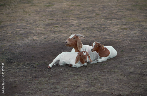 Fototapeta mama goat and two younglings sleepy in a field in the Eifel, near Gemündener Maa