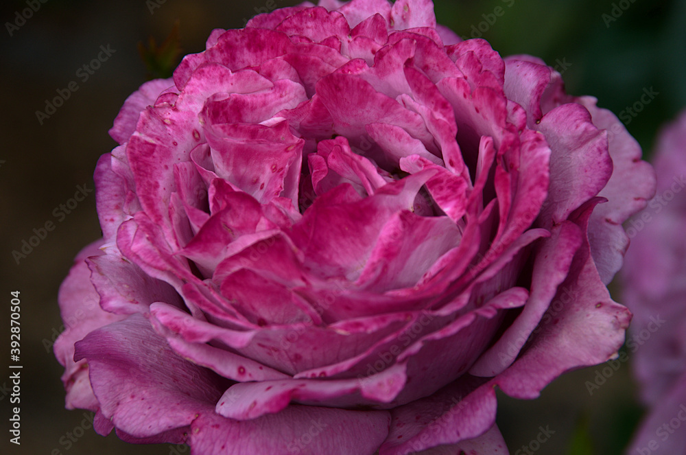 close up of a pink rose