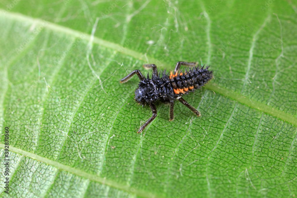 Ladybug larvae in natural state, north China Ladybug larvae in natural state, north China