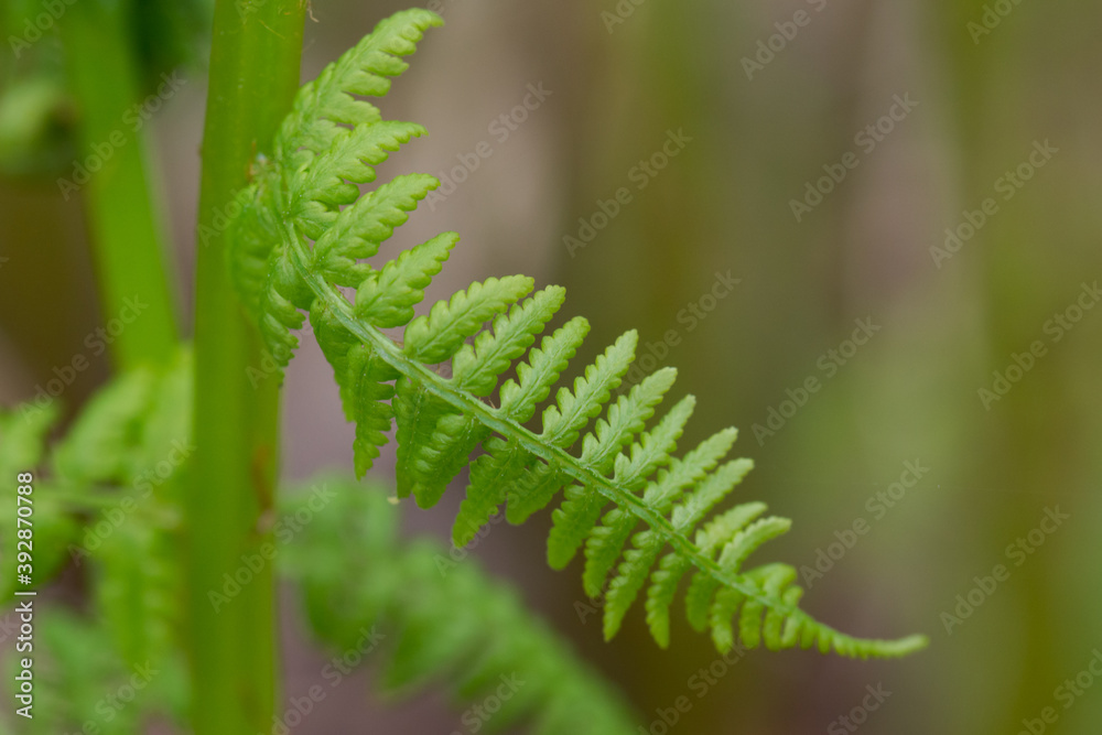 Young green plants, fern grows in spring.