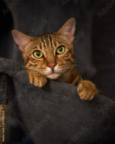 male Bengal cat looking adorable resting face on paw lounging in a hammock