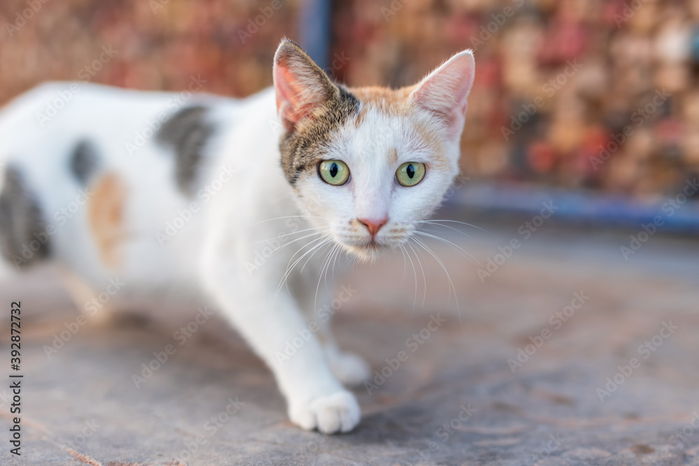 The stray (feral) cat is looking at the camera. Feral cats are devastating to wildlife, and conservation biologists consider them to be one of the worst invasive species on Earth.
