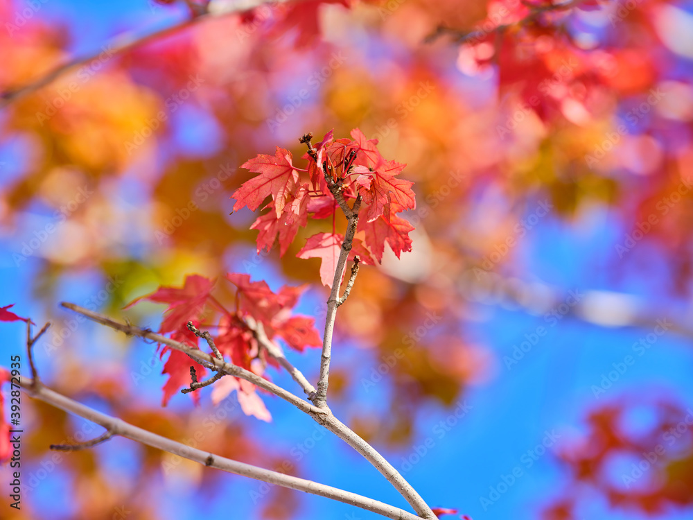 Obraz premium red maple leaves