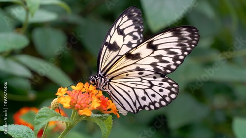 butterfly on a flower © Алексей Лукьянов