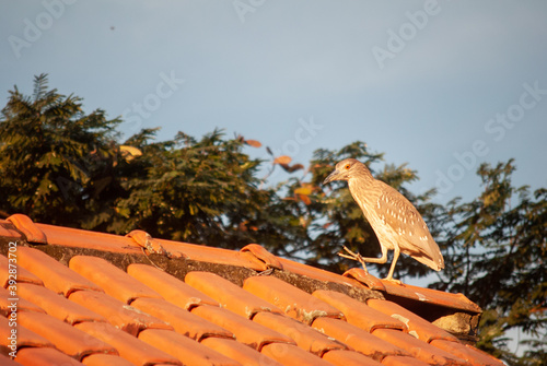 Young blackcrownednig on the roof photo