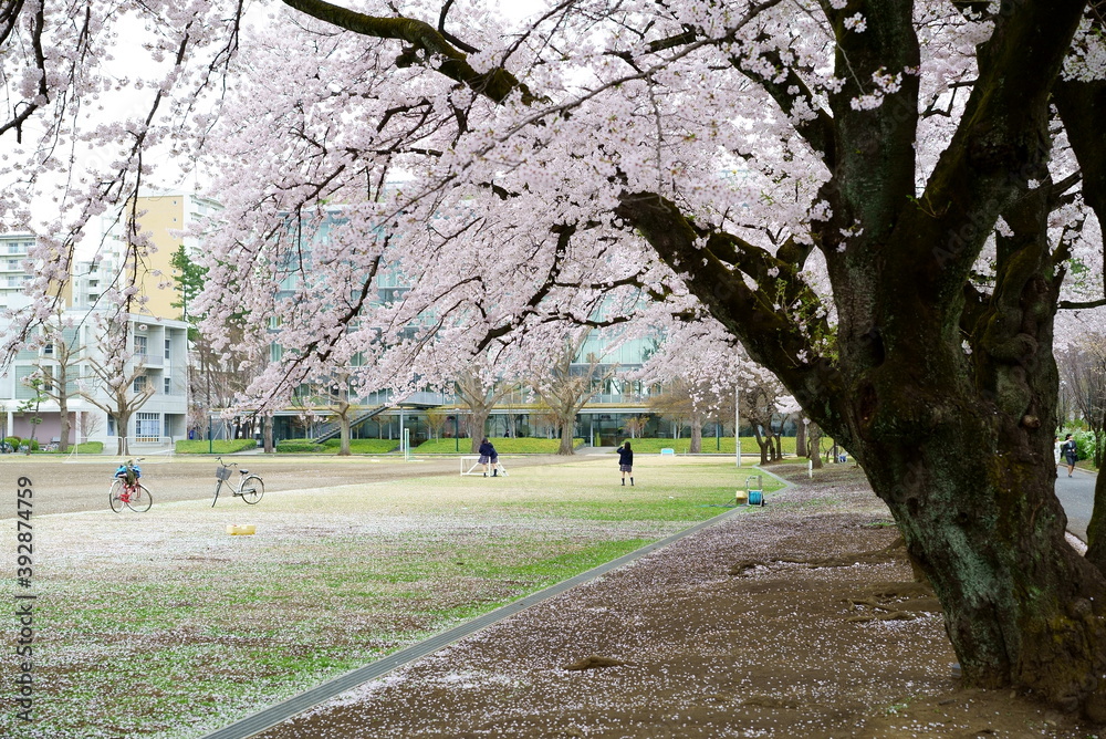 Female students taking a commemorative photo with the cherry blossoms in full bloom on the campus of Sagami Women's University