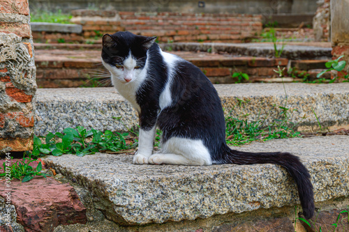cat on the rocks