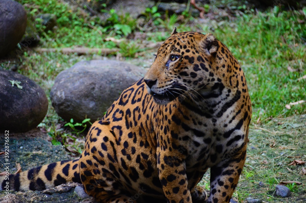 jaguar jaguar