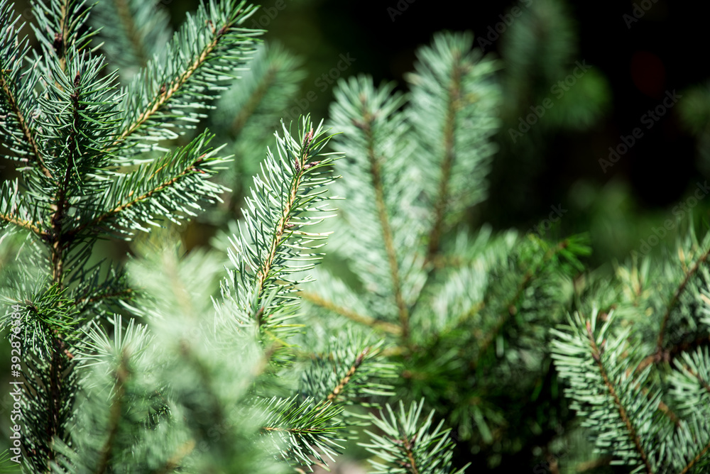 Branches of fluffy spruce in the sunlight. Green spruce. Spruce forest.
Branches of fluffy spruce in the sunlight. Green spruce. Spruce forest.