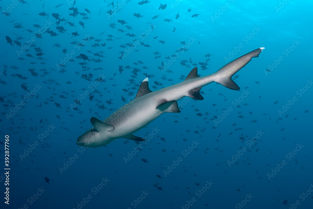 Obraz premium Triaenodon obesus (whitetip reef shark) in the blue. View from below.