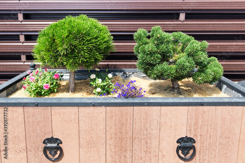 Dwarf mountain pines with miniature roses and blue lobelia in a decorative wooden case.
Gardening. Gardeen design concept. Decorative flower bed photo