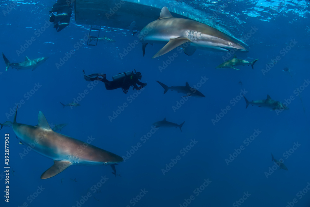 Naklejka premium Diver swimming among a lot of silky sharks (Carcharhinus falciformis)