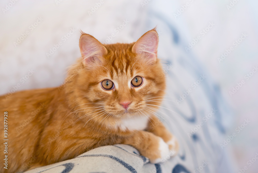 cute red kitten portrait close up at home