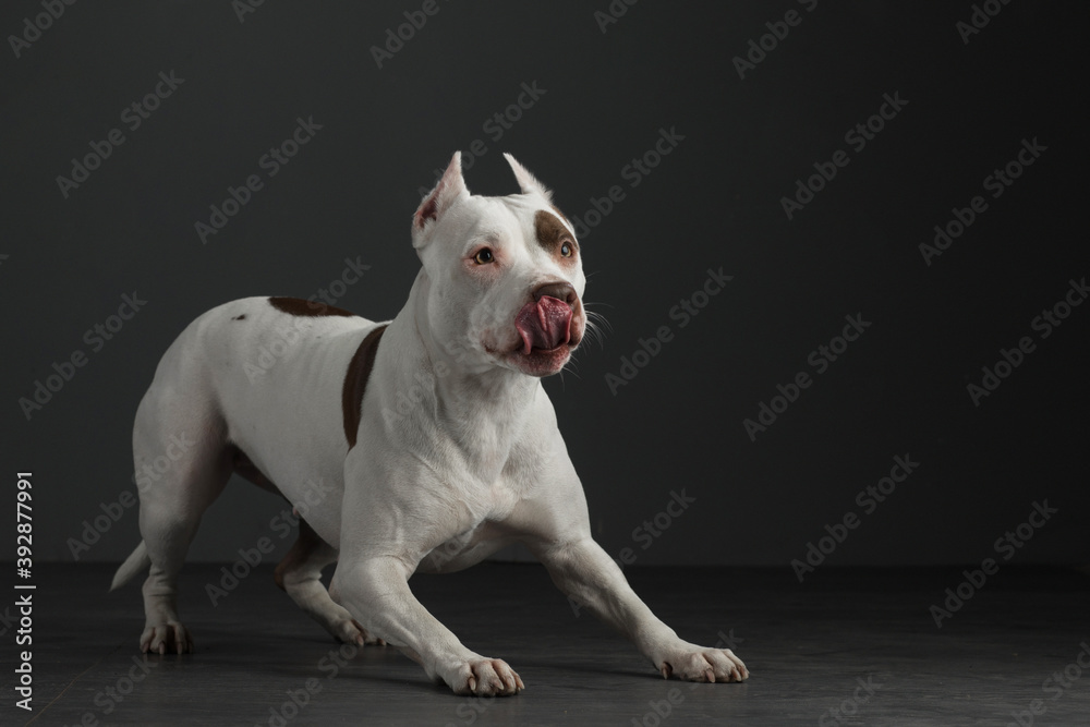 portrait of a dog on a black background. American pit bull terrier in studio
