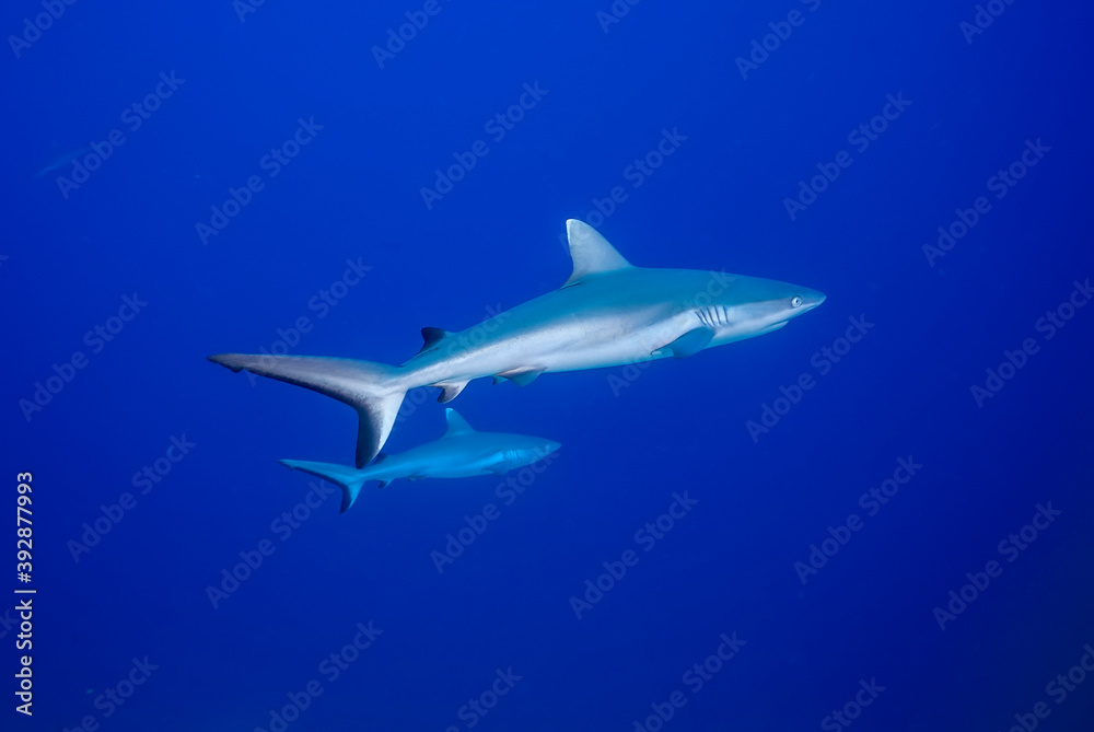 Couple of grey shark (Carcharhinus amblyrhynchos) swimming in the blue