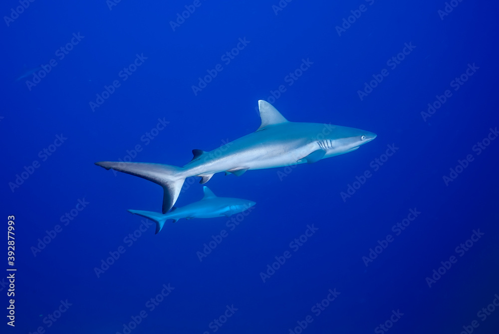 Couple of grey shark (Carcharhinus amblyrhynchos) swimming in the blue Couple of grey shark (Carcharhinus amblyrhynchos) swimming in the blue