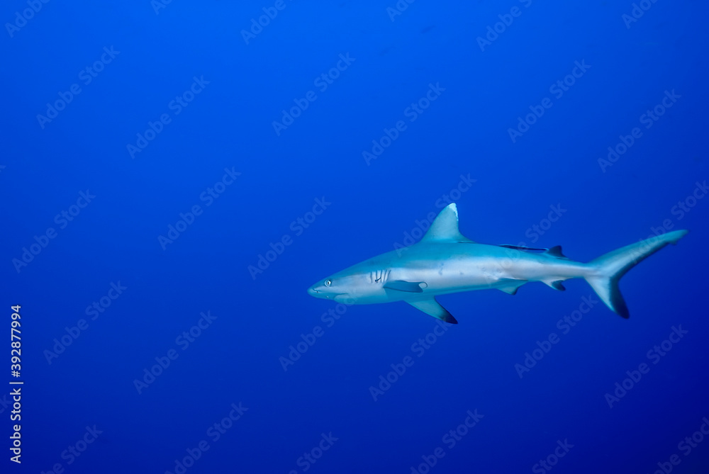 Grey shark (Carcharhinus amblyrhynchos) alone in the blue Grey shark (Carcharhinus amblyrhynchos) alone in the blue