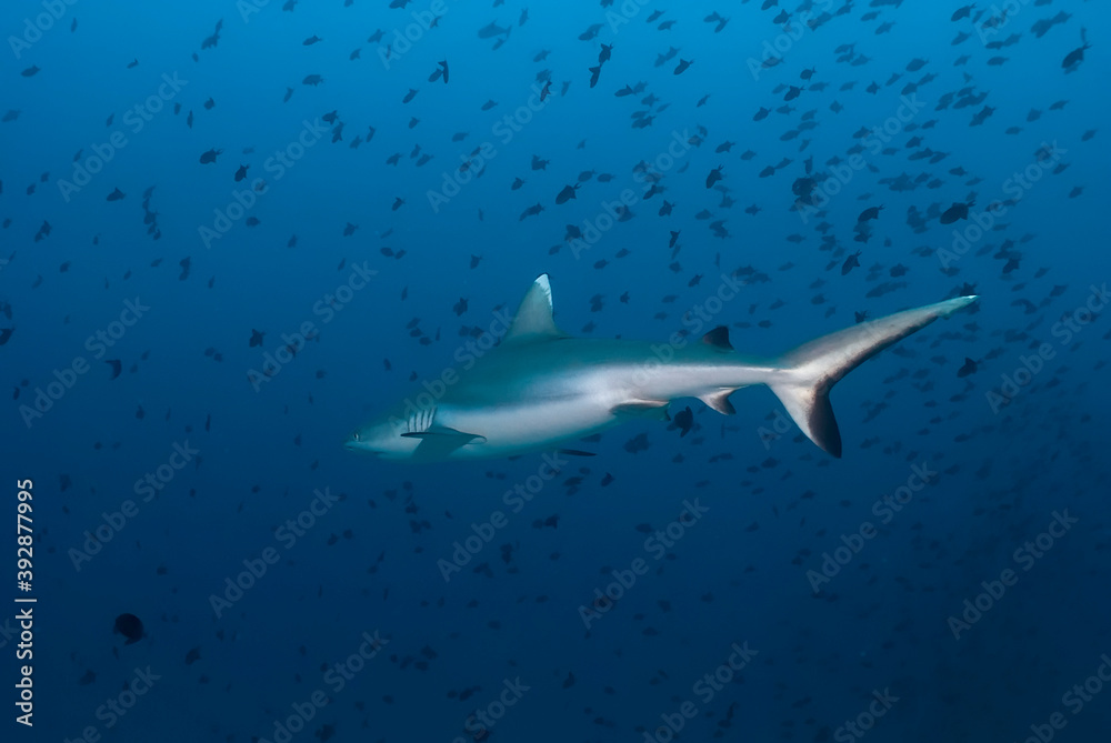 Fototapeta premium Carcharhinus amblyrhynchos (gray reef shark) getting away among a school of fishes