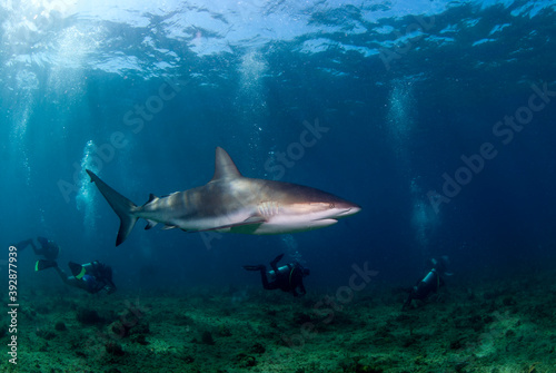 Caribbean reef shark (Carcharhinus perezi) swimming close to a group of divers