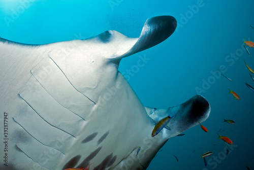 Head of a reef manta  manta birrostris  against the blue