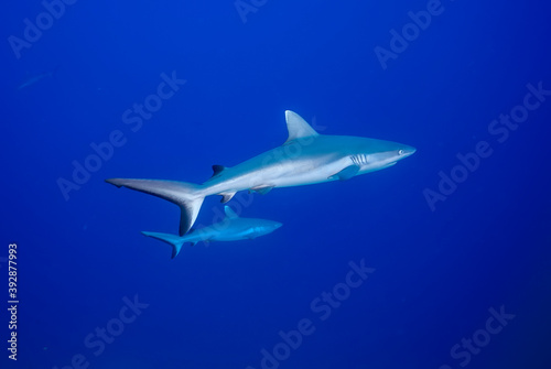 Couple of grey shark  Carcharhinus amblyrhynchos  swimming in the blue