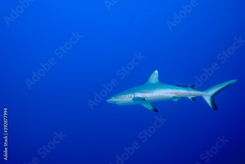 Grey shark (Carcharhinus amblyrhynchos) alone in the blue