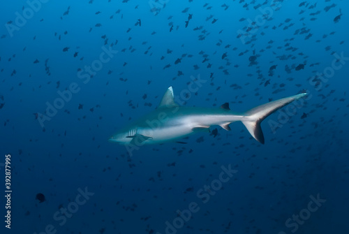 Carcharhinus amblyrhynchos  gray reef shark  getting away among a school of fishes