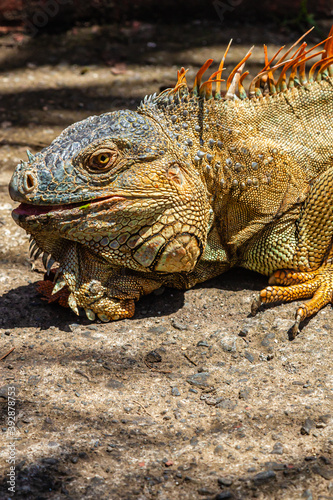 Iguana of Costa Rica