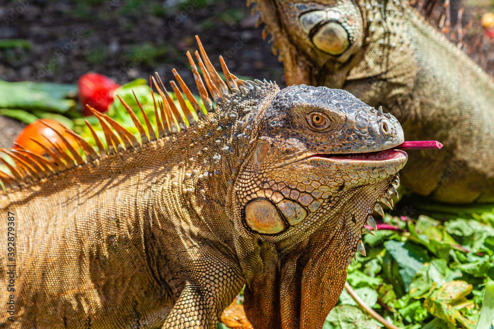 Fototapeta premium Iguana of Costa Rica