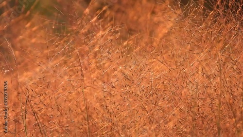 Red beautiful Grass in pond area. photo