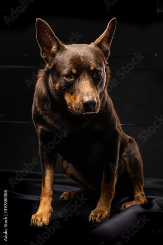 Portrait of a dog of breed Australian Kelpie on a black background © Vasily Popov