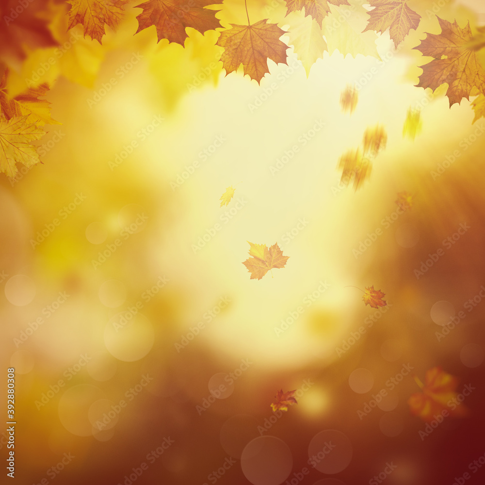 Wonderful autumn day in the forest Wonderful autumn day in the forest