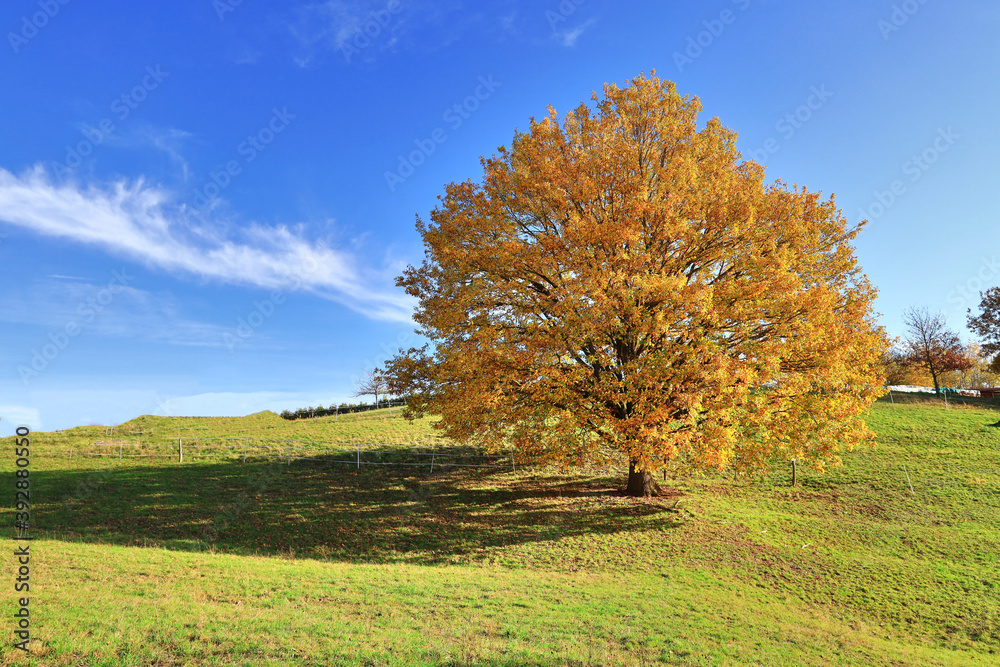 Herbstgold