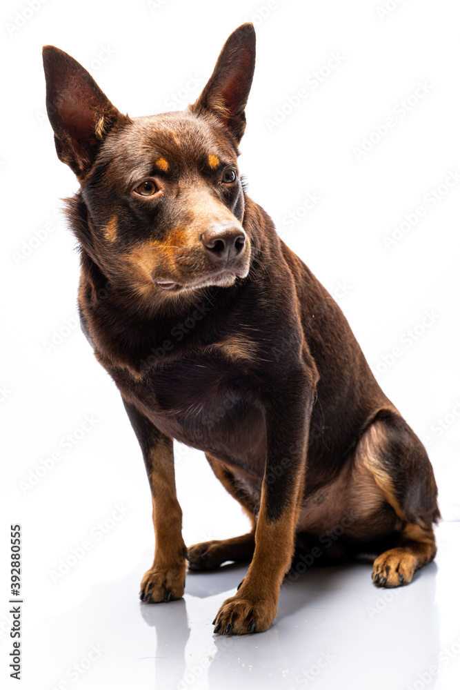 Portrait of a dog of breed Australian Kelpie on a white background Portrait of a dog of breed Australian Kelpie on a white background