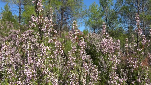 Karacaoren, Fethiye, Turkey - 8th of November 2020: 4K Viewing bees pollinizing heather flowers in forest
 photo