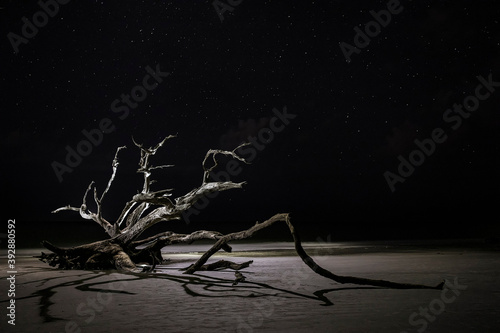 Dead trees on the beach using dramatic lighting at night