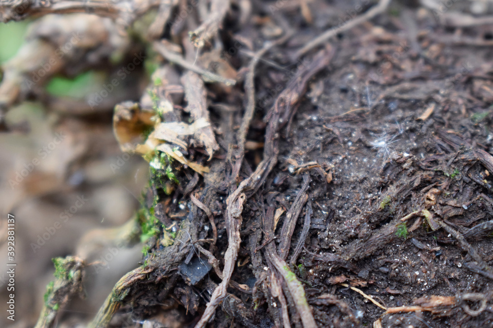 Roots in the ground Roots in the ground