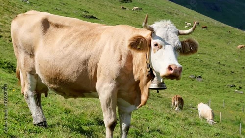 beautiful plump brown cow appetizingly chewing grass in a green pasture, juicy grass in alpine meadow in switzerland, concept of animal husbandry, milk, chocolate, cheese production photo