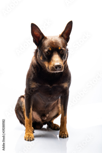 Portrait of a dog of breed Australian Kelpie on a white background