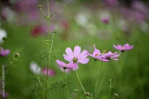Selective focus on pink cosmos flower blooming cosmos flower field, beautiful vivid natural autumn garden outdoor park image.