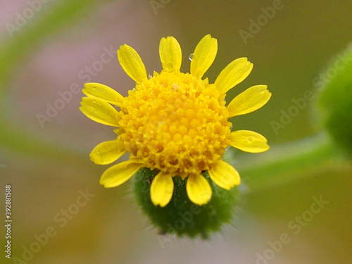 Wildflower  senecio lividus 