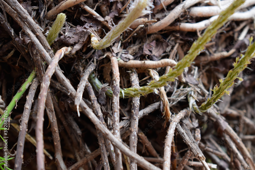 Roots in the ground Roots in the ground