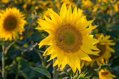 sunflower close up  bee on sunflower close up
