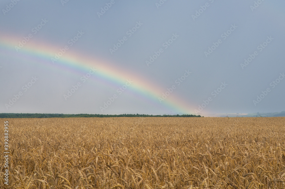 rainbow in the sky over a field of wheat, rainbow during the rain in the field of yellow wheat rainbow in the sky over a field of wheat, rainbow during the rain in the field of yellow wheat