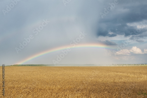 rainbow in the sky over a field of wheat  rainbow during the rain in the field of yellow wheat