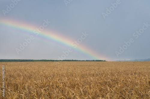 rainbow in the sky over a field of wheat, rainbow during the rain in the field of yellow wheat