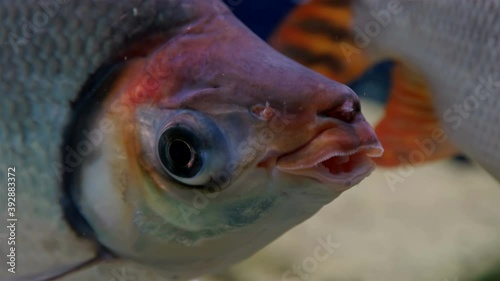fish Semaprochilodus, family Prochilodontidae, close-up of mouth with lips and eyes. Live in large rivers of South America photo