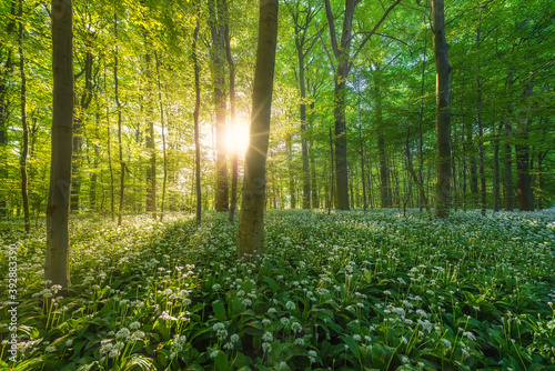 A beech tree forest, Jutland, Denmark comes to life with wild ramson flowers. 