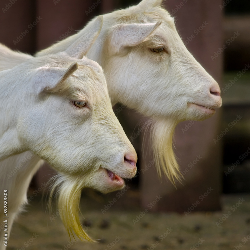 Fototapeta premium Zwei Ziegen mit Ziegenbart.