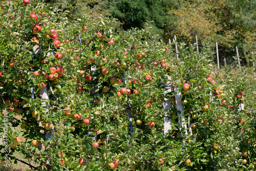 Spalierbäume mit roten reifen Äpfel